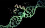 Nature：真核生物基因组中大量的内含子从哪来？