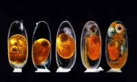Nature大盘点：2020年最佳科学影像，每一张都是壁纸，每一张都是历史
