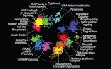 Science里程碑！花了15年，科学家“画出”首张细胞基因互作图谱