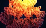 最新Science！中国科大首次揭示基因组稳定性调控最核心激酶ATR的激活机制