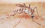 登革热已成蔓延最快的病媒传播疾病