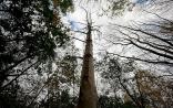 基因研究：英国白蜡树对枯梢病抵抗力较强