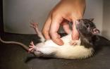 给老鼠挠痒痒也能发篇Science？！