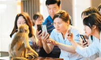 恒河猴甲亢模型验证疫苗有效，为甲亢预防奠定科研基础