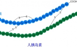 胰岛素合成技术