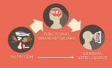 NeuroImage：单不饱和脂肪酸影响智力水平的内在机制