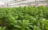 以色列CollPlant：觊觎Zmapp药物原料上游地位