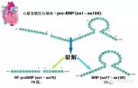 诊断心力衰竭：NT-proBNP vs. BNP