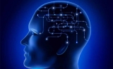 Science：科学家揭示记忆长期储存新机制