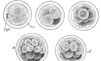  Cell：“条形码”+ CRISPR，可追踪单细胞谱系史和基因表达谱