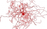 凋落的玫瑰？Nature子刊：科学家在人类大脑中发现新的脑细胞