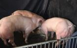 中韩联合培育出转基因猪，或将优先在中国上市