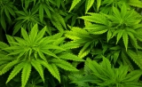 NAT MED：让衰老大脑“返老还童”的神药，藏在大麻中？