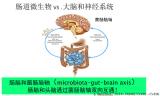 你想吃的真的是你想吃的吗？食物，肠菌和头脑的秘密