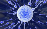 关于精子的8个事实