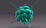 Nature全新发现：PD-1/ PD-L1抗体另一条不为人知的抗癌方式