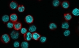 Nature子刊：CD4+T细胞表面有这种蛋白，抗癌能力最强！