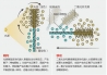 沿血管游动的微型机器人，可在体外精确控制