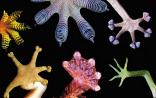 生物仿生技术能否解决人类医学问题？