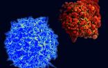 PNAS：病毒感染如何引发自身免疫疾病的发作