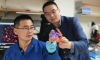 PNAS：糖尿病治疗期间低血糖？“智能”胰岛素来预防