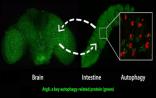 Cell Reports：生物学家发现延缓衰老关键基因