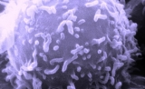 Cell子刊提出抗癌新视角：靶向代谢击垮癌症干细胞