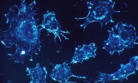 PNAS：降压药也能增强癌症免疫疗法？