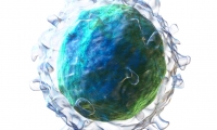 PNAS：人类B淋巴细胞的突变数量随着年龄增长而增加