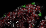 Nature：重磅！科学家发现能促进人类生殖细胞发育的关键蛋白