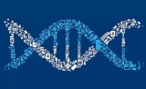 测序大拿《Nature Genetics》指出广泛使用的人类参考基因组缺失3亿个DNA