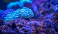牛！PD-1抗体+“神帮手”，肿瘤1个月内消失 | Science子刊封面