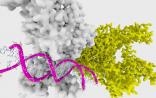 eLife：首次分析种族的表观遗传学影响因素 引发争议