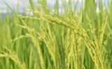 世界首个水稻全基因组6mA图谱登顶Nature plants