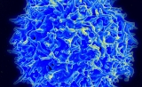 Science子刊：无需葡萄糖，疫苗诱导的T细胞可快速分裂