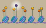 Science：首次证明组蛋白基因突变会引起癌症