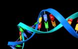 按DNA