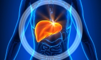 突破瓶颈！Science：我国科学家成功建立起乙肝病毒感染模型