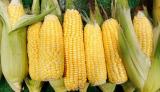 我国去年退运60万吨进口转基因玉米及其产品