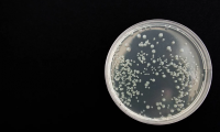 科学界新突破！Cell：科学家在人体肠道中鉴定出超过14万种病毒