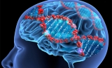 意义重大！Science：基因也有“生物钟”，至少影响150种疾病