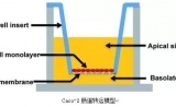 体外ADME模型之Caco-2细胞模型可研究药物吸收