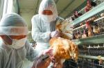 哈尔滨出现H5N6高致病性禽流感疫情