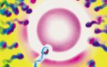 Cell:母亲对孩子的保护从受精卵就已开始