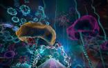 《Cell》有趣发现：有些细胞在复制之前需要“理个发”