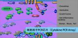 细胞因子PCR芯片（Cytokine PCR Array）技术服务（促销）