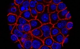 Science子刊揭示：阻断癌细胞能量来源的新靶标