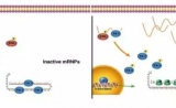 那些癌症中发挥关键调控作用的lncRNA，你了解吗？
