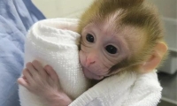 组织移植产生的精子成功生出小猴子，为患癌男孩带来生育曙光