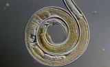 Genome Research：明晰癌症DNA修复缺陷的起源